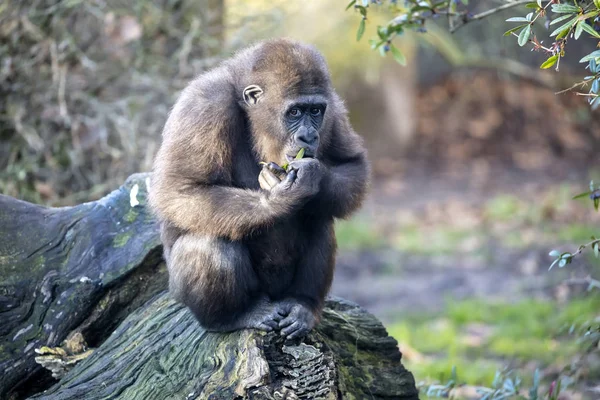 Egy Fiatal Gorilla Állat Közeledik — Stock Fotó