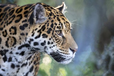 Bulanık arkaplanda Jaguar 'ın yakın plan portresi