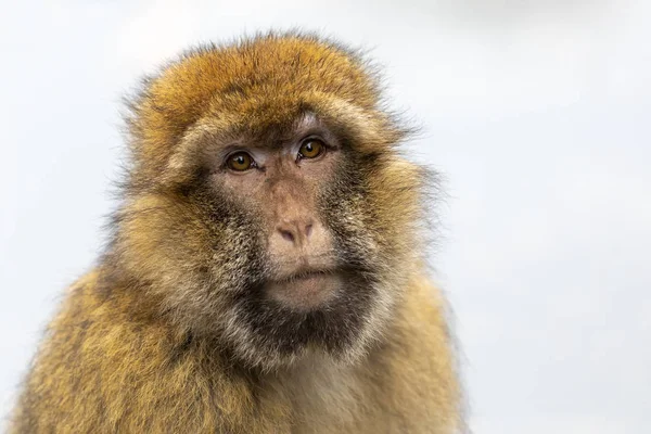 Young Barbary Macaque Background Close — Stock Photo, Image