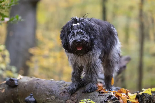 Engraçado Fofo Fofo Holandês Sheepdog Livre — Fotografia de Stock