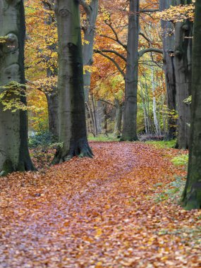 Güzel parkta Sonbahar ağaçları