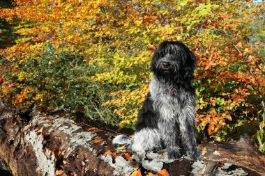 komik sevimli kabarık köpek açık havada