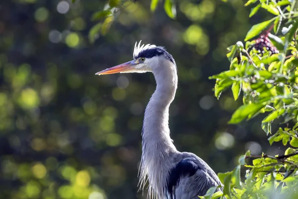 Garza Gris Hábitat Natural — Foto de Stock