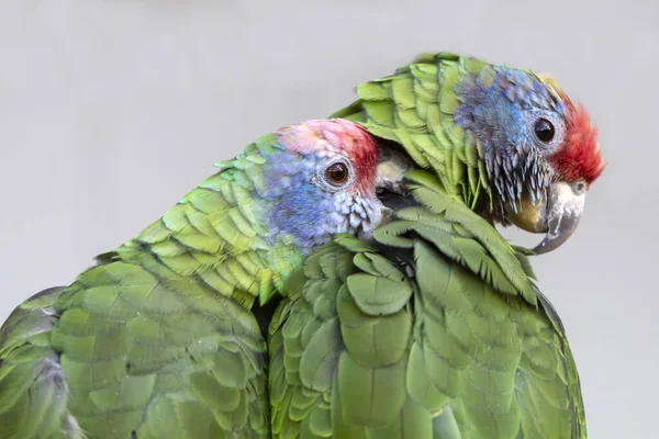 Nahaufnahme Von Wilden Bunten Amazonas Papageien — Stockfoto