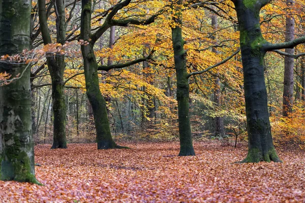 美しい公園の秋の木々 — ストック写真