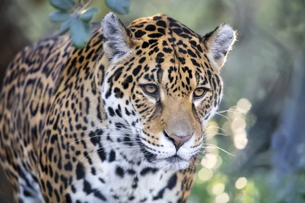 Gros Portrait Jaguar Sur Fond Flou — Photo