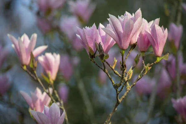 美しいピンクのマグノリアの花の近景 — ストック写真