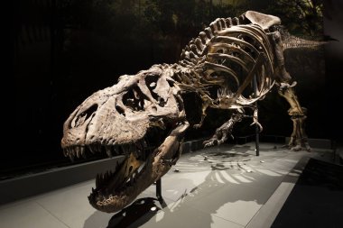 Müzedeki eski dinozor iskeleti 