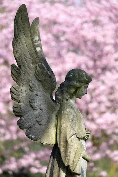 Statua Dell Angelo Cimitero Comunale Amsterdam Paesi Bassi — Foto Stock