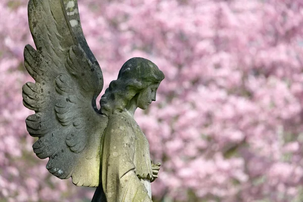 Statua Dell Angelo Cimitero Comunale Amsterdam Paesi Bassi — Foto Stock