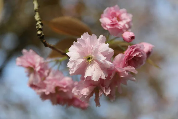 春の新緑の木の枝 — ストック写真