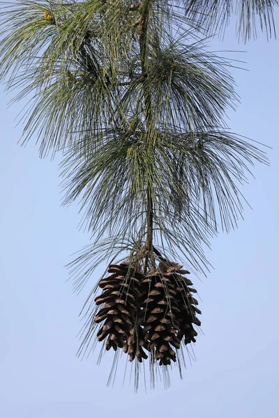 Cones Pinheiro Galho Árvore — Fotografia de Stock