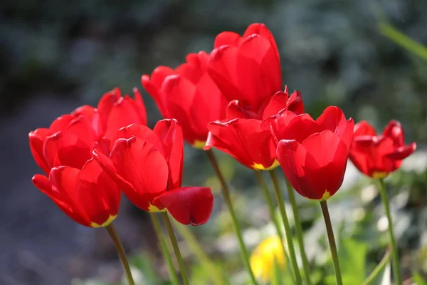 Red Tulips Nature Close View — Stock Photo, Image