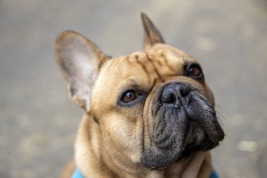 Mavi tasmalı sevimli Fransız bulldog.