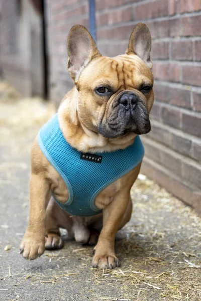 Niedliche Französische Bulldogge Mit Blauer Leine — Stockfoto