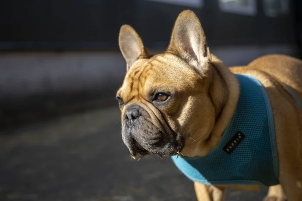 Carino Bulldog Francese Con Guinzaglio Blu — Foto Stock