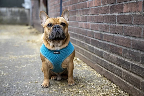 Cute Buldog Francuski Niebieską Smycz — Zdjęcie stockowe