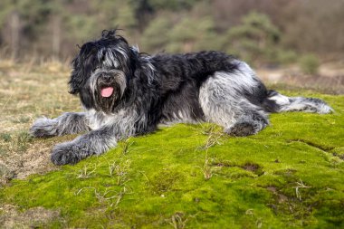 Şirin Hollandalı çoban köpeği yeşil yosun üzerinde dinleniyor