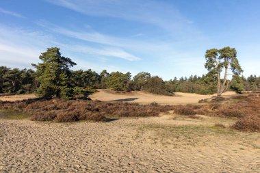 Arka planda ağaçlar olan kumlu alan