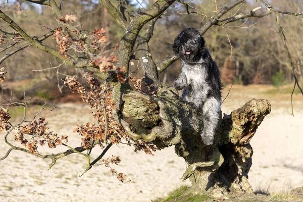 Flauschiger Holländischer Schäferhund Sitzt Auf Baumstumpf — Stockfoto