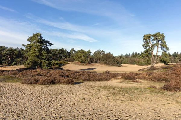 Arka planda ağaçlar olan kumlu alan