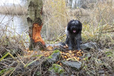 Yumuşak Hollandalı çoban köpeği göletin kenarında dinleniyor