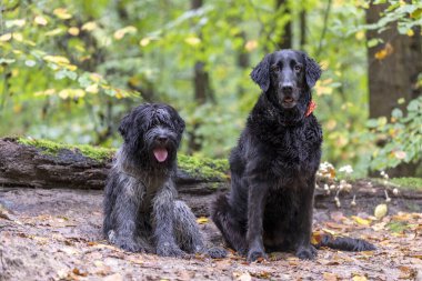 Düz kaplama Retriever ve Fluffy Dutch orman zemininde oturan çoban köpeği