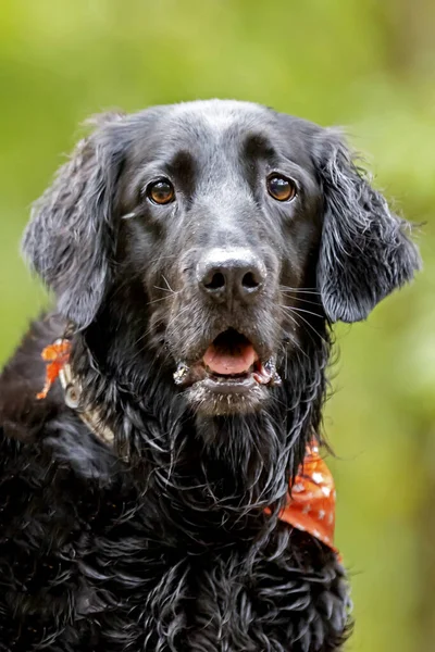 Porträtt Platt Belagd Retriever Med Röd Halsduk Suddig Naturlig Bakgrund — Stockfoto