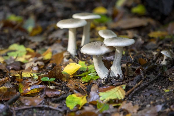 Close View Wild Mushrooms Growing Forest Ground — Stock Photo, Image
