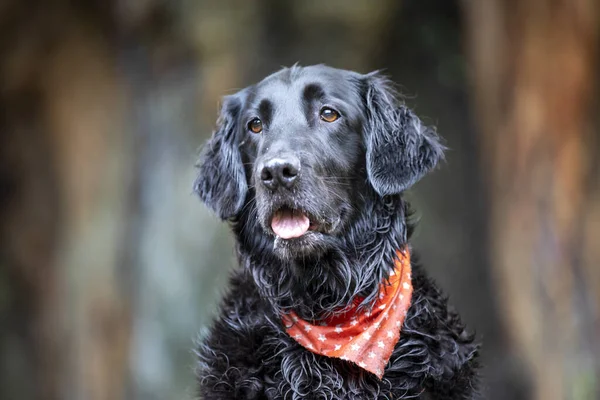 Retrato Close Retriever Revestimento Plano — Fotografia de Stock