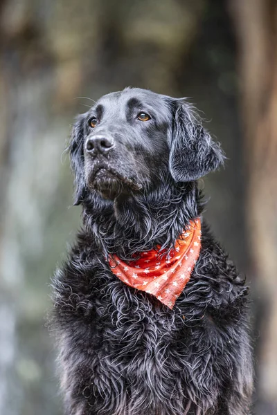 Retrato Close Retriever Revestimento Plano — Fotografia de Stock