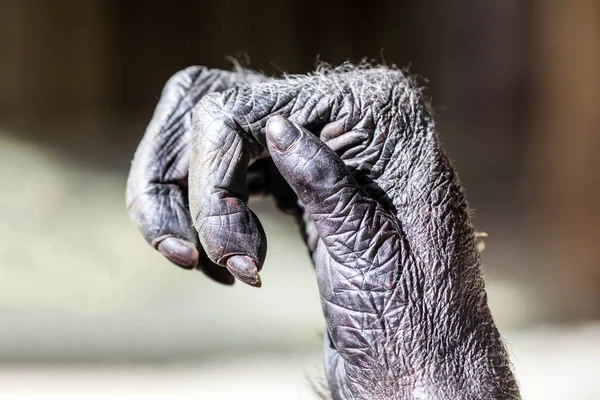 Mano Los Chimpancés Tiro Cerca — Foto de Stock