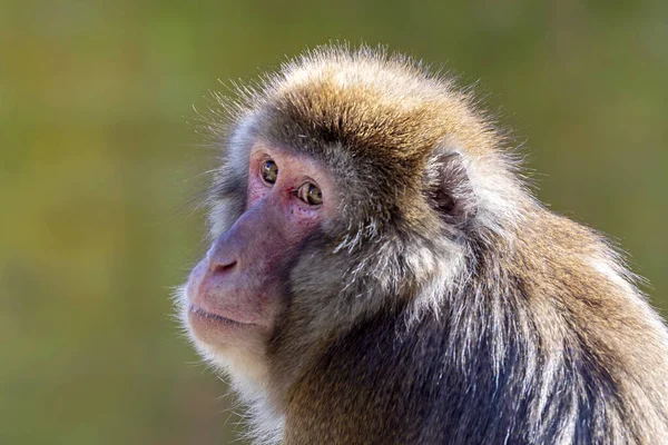 Portret Czerwonej Twarzy Japońskiej Małpy Zewnątrz — Zdjęcie stockowe