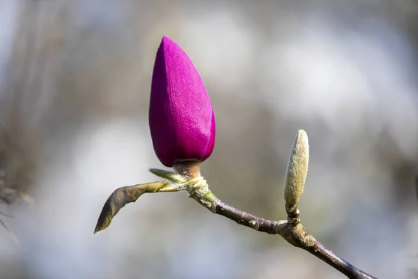 マグノリアの花が枝に芽生え — ストック写真