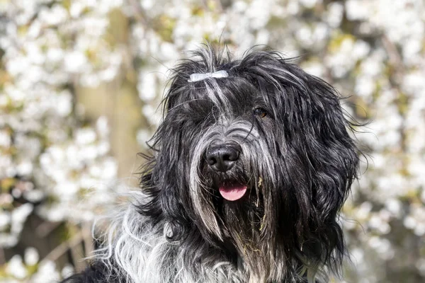 Dışarıdaki Kameraya Poz Veren Sevimli Tüylü Köpek — Stok fotoğraf