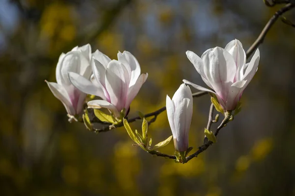 Gyönyörű Magnólia Virágok Virágoznak Faágon — Stock Fotó