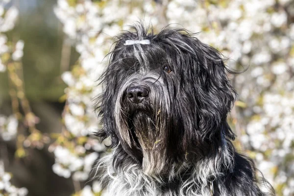 Roztomilý Chlupatý Pes Pózující Kameru Venku — Stock fotografie