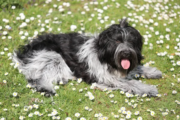 Schattig Harige Hond Poseren Camera Buiten — Stockfoto