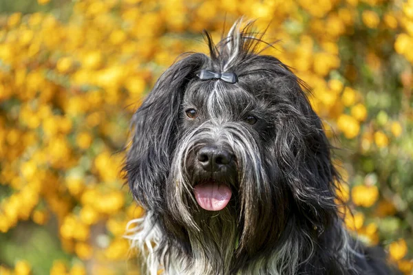 Netter Pelziger Hund Posiert Freien Vor Der Kamera — Stockfoto