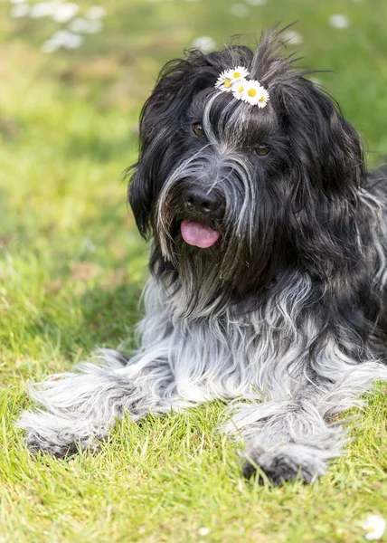 Schattig Harige Hond Poseren Camera Buiten — Stockfoto