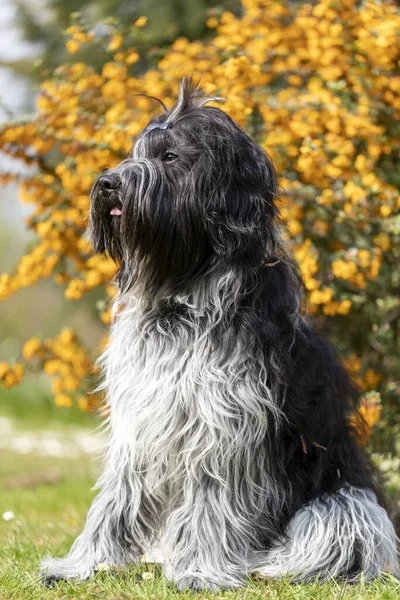 Bonito Peludo Cão Posando Câmara Livre — Fotografia de Stock