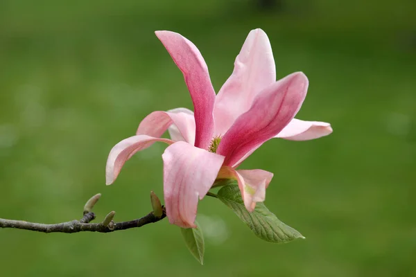 木の枝にピンクのマグノリアの花が咲く — ストック写真