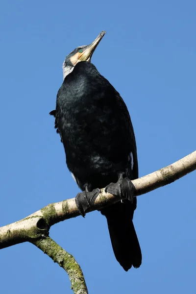 Exotiska Fågel Sitter Träd Gren Blå Himmel — Stockfoto