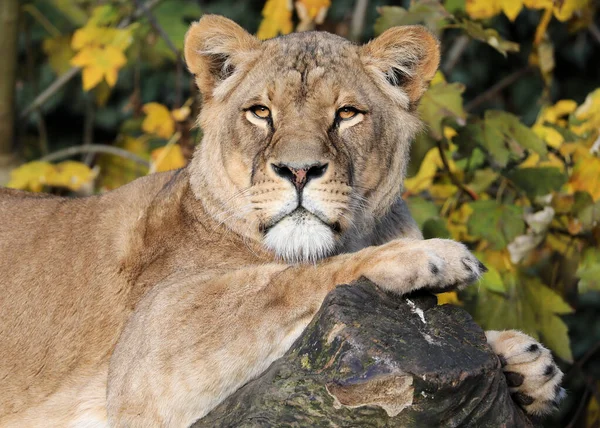 Singa Betina Muda Beristirahat Sinar Matahari Terang — Stok Foto