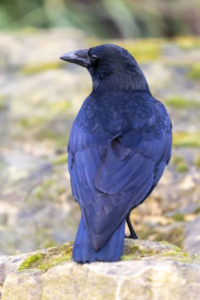 Pájaro Cuervo Posado Sobre Piedra Musgosa — Foto de Stock