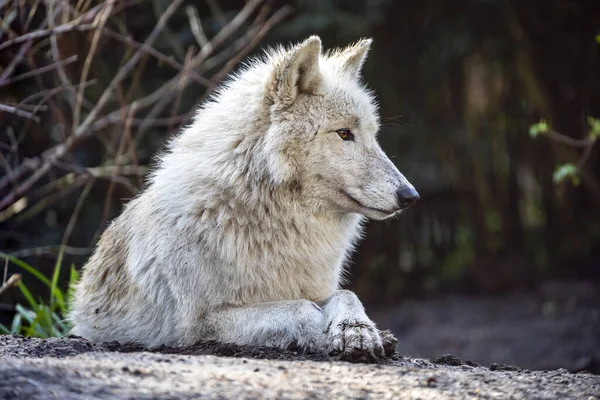Witte Wolf Liggend Zonlicht Buiten — Stockfoto
