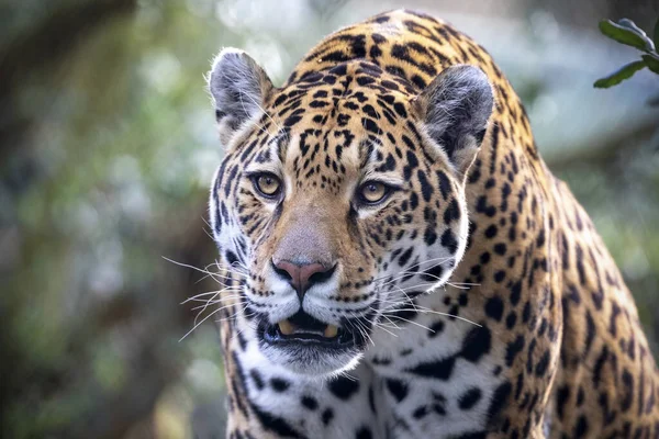 Retrato Jaguar Enojado Escena Aire Libre — Foto de Stock