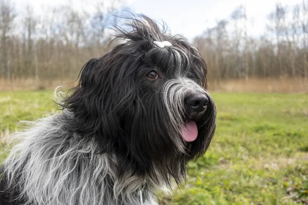 Bonito Peludo Cão Com Furar Língua Livre — Fotografia de Stock