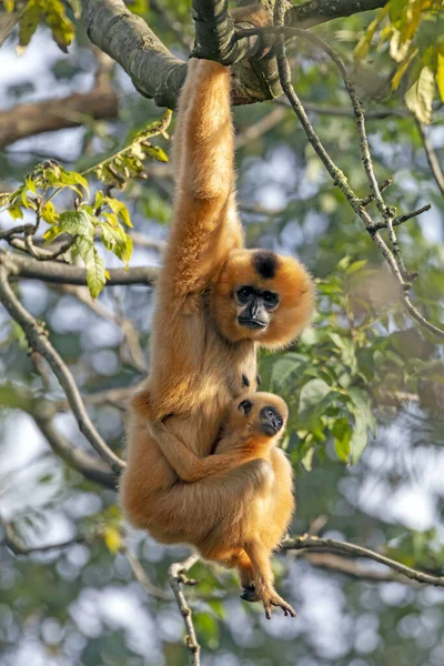 在阳光下挂在树上的母猴和幼猴 — 图库照片