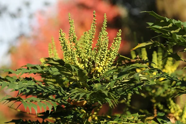 Groene Plant Met Kleine Bloemknoppen Het Zonlicht — Stockfoto